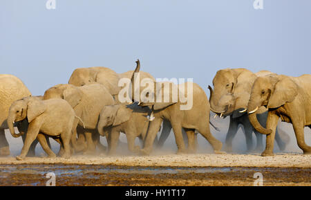 Elefante africano (Loxodonta africana) hembra manada acercando waterhole con troncos planteadas para oler el peligro, el Parque Nacional de Etosha, Namibia, Agosto. Especies en peligro de extinción. Foto de stock