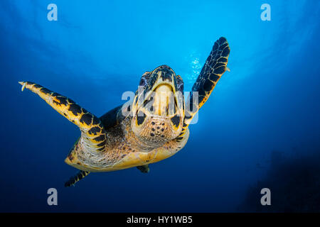 La tortuga carey (Eretmochelys imbricata) masculino natación en aguas abiertas sobre los arrecifes de coral. Depósito Rock, Fiabacet, Raja Ampat, Misool, Papua Occidental, Indonesia. El Mar de Ceram, oeste del océano Pacífico tropical.