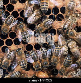 Miel de abejas (Apis mellifera) trabajador nuevo que salen de la celda pupal. En el Reino Unido.