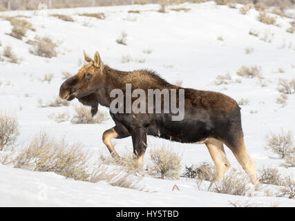Bull moose, sin astas, caminando sobre la profundidad de la nieve en invierno