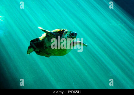 Tortuga boba (Caretta caretta) natación Foto de stock