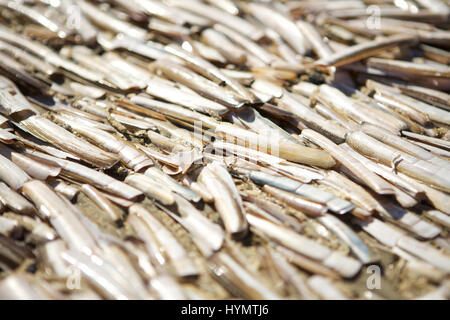Imagen Macro de almeja navaja muchas conchas en la playa Foto de stock