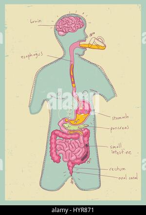 El sistema digestivo humano para niños. Ilustración vectorial de dibujos  animados en color Imagen Vector de stock - Alamy