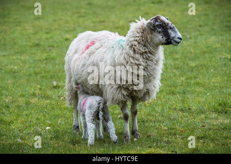 Primer plano de oveja (oveja) y cordero pequeño de pie en campo de granja en primavera - el joven está amamantando o alimentándose de la madre. Inglaterra, GB, Reino Unido.