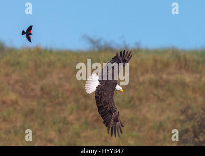 Un águila calva gigante (Haliaeetus leucocephalus) volando contra el cielo  nublado Fotografía de stock - Alamy