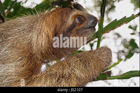 Brown throated tres vetado sloth jefe perfil, animal salvaje en la Selva, Costa Rica, Centroamérica