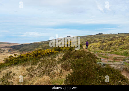 Mujer caminando Wistman's Wood, Dartmoor, Devon, Inglaterra Foto de stock