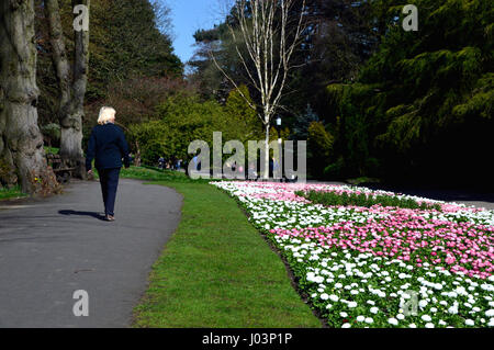 Mujer rubia caminando en Jardines del Valle de Harrogate, Yorkshire.UK.