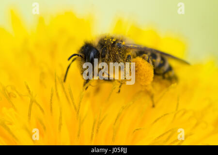 Cerca de una abeja de miel (Apis mellifera) recogiendo polen de un diente de león (Taraxacum officinale) Foto de stock