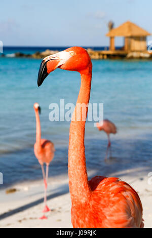 Las mejores playas de Aruba: Playa Flamingo del Hotel Renaissance