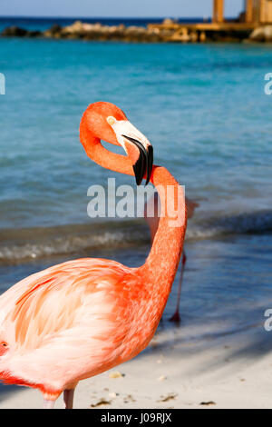 Las mejores playas de Aruba: Playa Flamingo del Hotel Renaissance