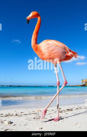 Las mejores playas de Aruba: Playa Flamingo del Hotel Renaissance