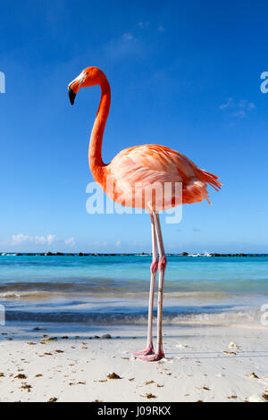 Las mejores playas de Aruba: Playa Flamingo del Hotel Renaissance