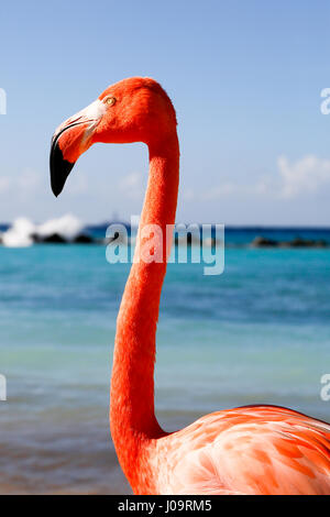 Las mejores playas de Aruba: Playa Flamingo del Hotel Renaissance