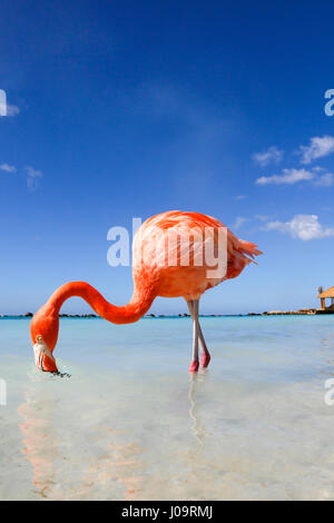 Las mejores playas de Aruba: Playa Flamingo del Hotel Renaissance