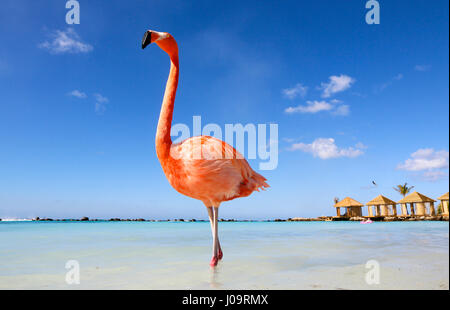 Las mejores playas de Aruba: Playa Flamingo del Hotel Renaissance