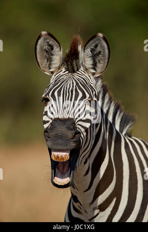 Common cebra (zebra) llanuras (Burchell zebra) (Equus burchelli) bostezos, el Parque nacional Ruaha, Tanzania Foto de stock