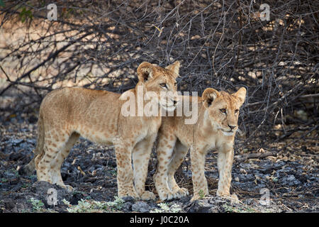 Dos león (Panthera leo) cubs, la Reserva de Caza Selous, Tanzania