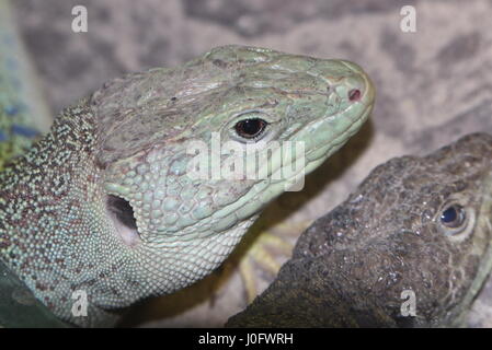 Iberian Ocellated lizard (Timon lepidus, Lacerta lepida), también conocido como Unión Eyed o lagarto enjoyados Foto de stock