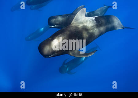 Vaina de las ballenas piloto de aleta corta (Globicephala macrorhynchus) Foto de stock