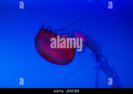 Ortiga de mar del Pacífico medusas en el Acuario de Quebec