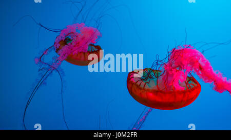 Ortiga de mar del Pacífico medusas en el Acuario de Quebec