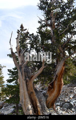 Cono de cerda de pino de Great Basin National Park, Nevada