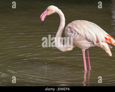 Mayor de flamencos, Phoenicopterus ruber, hermosa rosa Big Bird en agua. Foto de stock