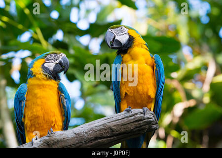 Los Loros guacamayo azul y oro amarillo, Ara ararauna, Aves