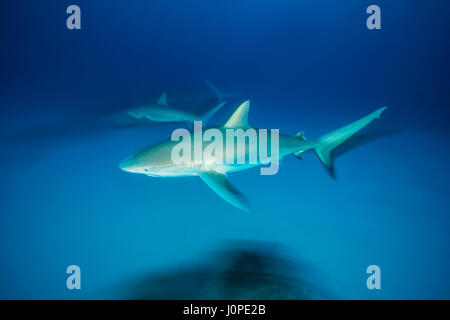 El tiburón de arrecife del Caribe, Carcharhinus perezi, Caribe, Bahamas Foto de stock