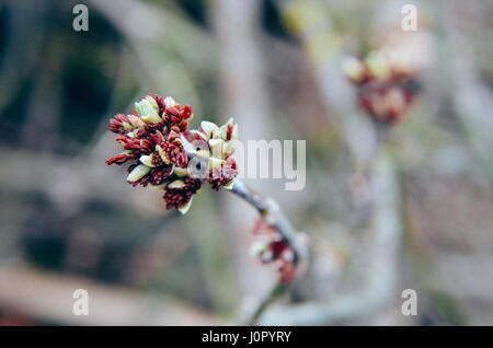 Acer negundo Box Elder, el arce, el fresno boxelder dejados maple flor que florece en la primavera temprana Foto de stock