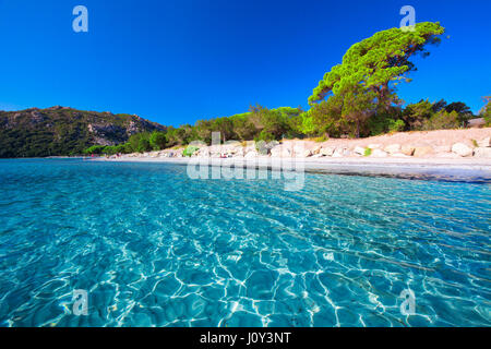 Playa de Santa Giulia con pinos y claras aguas azules, Córcega, Francia, Europa Foto de stock