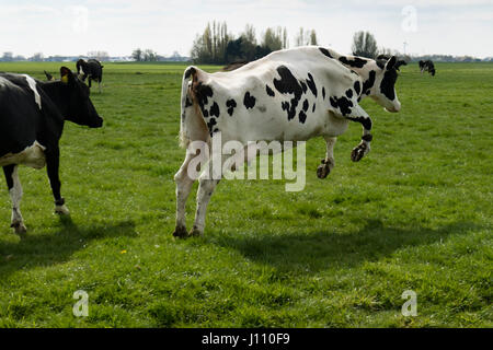 Feliz saltando vaca en el prado en Holanda Foto de stock