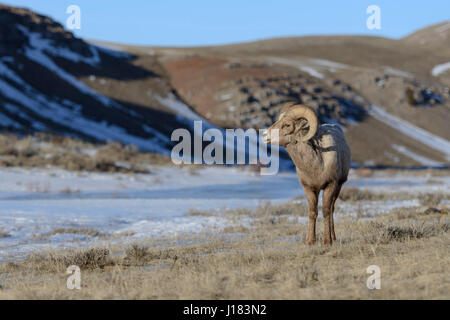 Rocky Mountain / Dickhornschaf borrego cimarrón (Ovis canadensis ), la RAM en un soleado día de invierno, Nacional Elk refugio, Wyoming, Estados Unidos. Foto de stock
