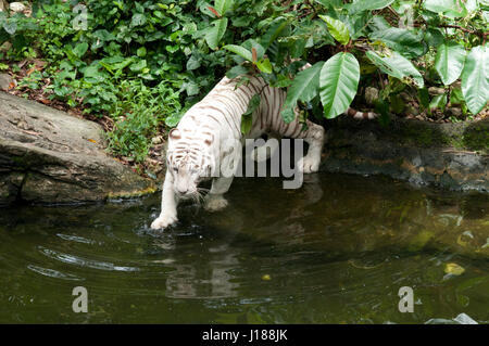 Tigre Blanco (Panthera tigris), tigre de Bengala, Panthera leo en el zoo de Singapur. Foto de stock