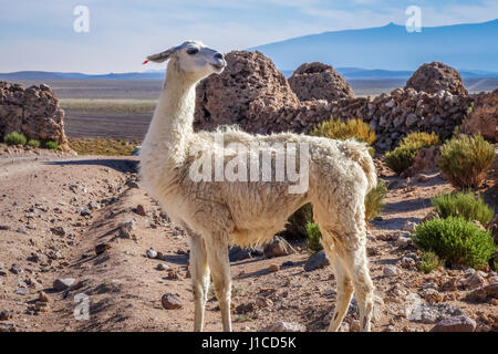 Lamas Lamas manada en el Parque Nacional Eduardo Avaroa, Bolivia Foto de stock