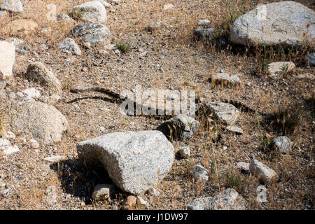 Una serpiente de cascabel Crotalus oreganus occidental o fotografiado cerca de Ojai, California. Foto de stock
