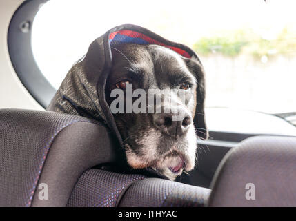 Perro Negro mirando hacia el asiento trasero de un coche con una manta  sobre su cabeza Fotografía de stock - Alamy
