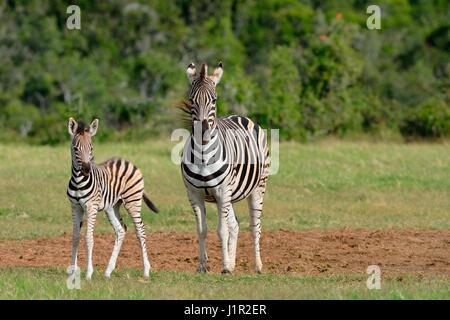 Dos cebras de Burchell (Equus quagga burchellii), adultos con potro en pastizales, alerta, Parque Nacional Addo, Eastern Cape, Sudáfrica, África Foto de stock