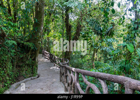 Senderos, bosques, Mistico Puentes Colgantes del Arenal Park, el Parque Nacional Volcán Arenal, provincia de Alajuela, Costa Rica Foto de stock
