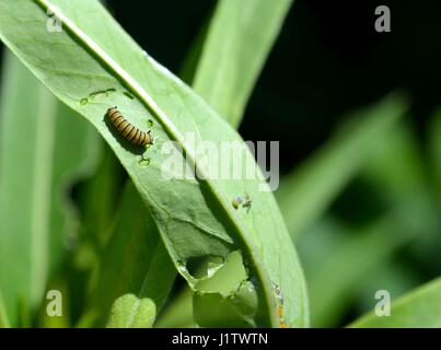 En Caterpillar monarca asclepias hojas verdes Foto de stock