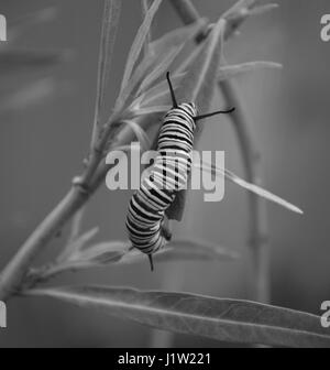 Blanco y negro en la planta de Caterpillar monarca asclepias Foto de stock