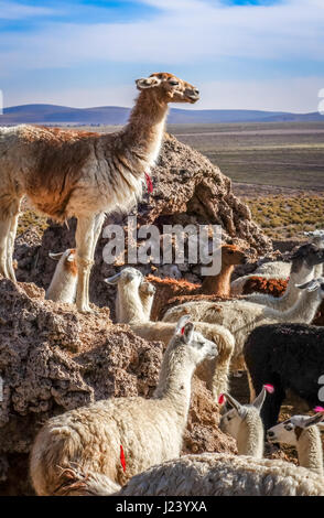 Lamas Lamas manada en el Parque Nacional Eduardo Avaroa, Bolivia Foto de stock