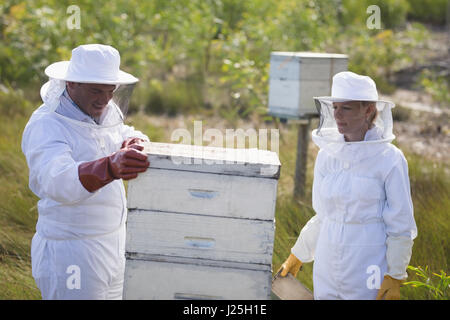 Varón y hembra los apicultores trabajando en la colmena en el apiario Foto de stock