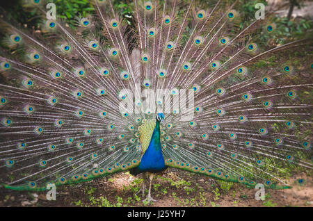 Peacock mostrando las plumas de la cola, el Jardín Botánico de Lokrum, Croacia
