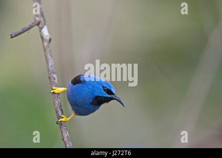 El mielero brillante Cyanerpes lucidus jardín macho en Panamá