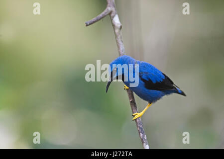 El mielero brillante Cyanerpes lucidus jardín macho en Panamá