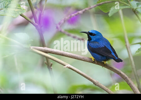 El mielero brillante Cyanerpes lucidus jardín macho en Panamá