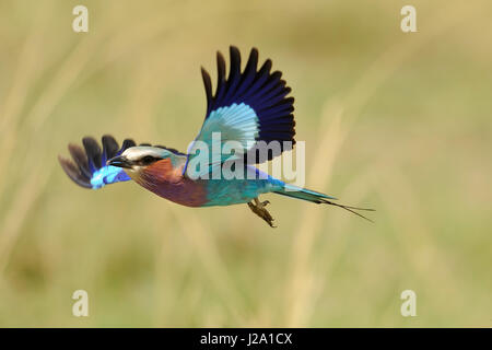 Lila-breasted rodillo en vuelo