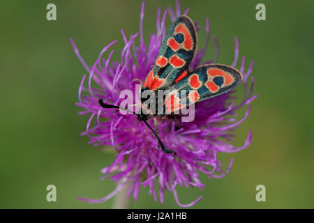Zygaena fausta en una flor morada Foto de stock
